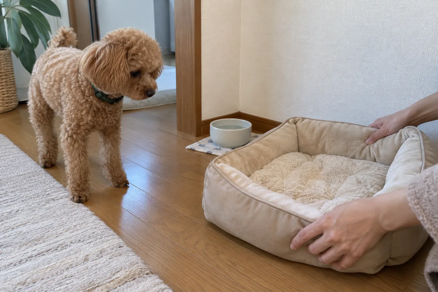 床に犬用ベッドを置き、静かな休養スペースを整える様子