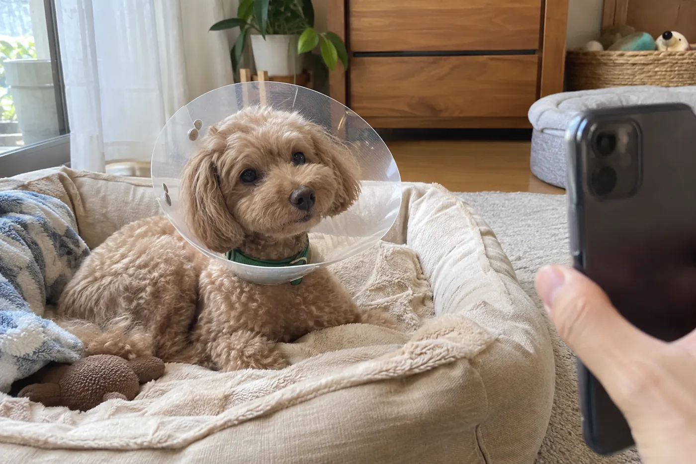休む愛犬を見守りながら電話を手にする飼い主の手元