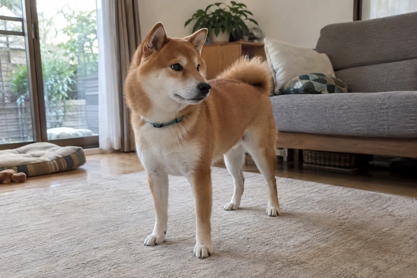 室内で顔を横に向けた柴犬の耳や姿勢を離れて見る様子