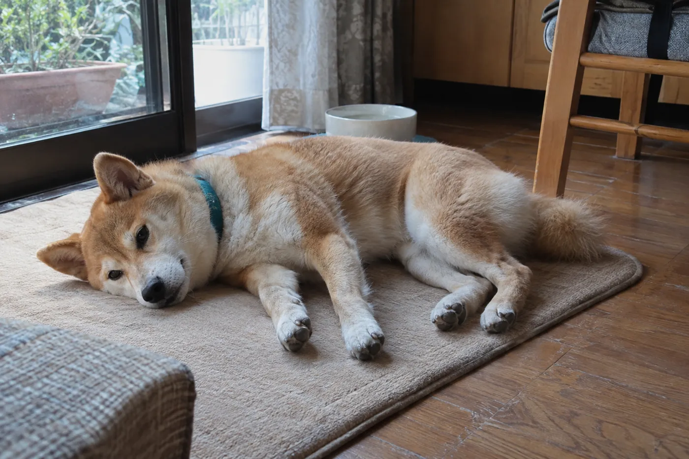 いつものマットで横になって休む赤毛の柴犬