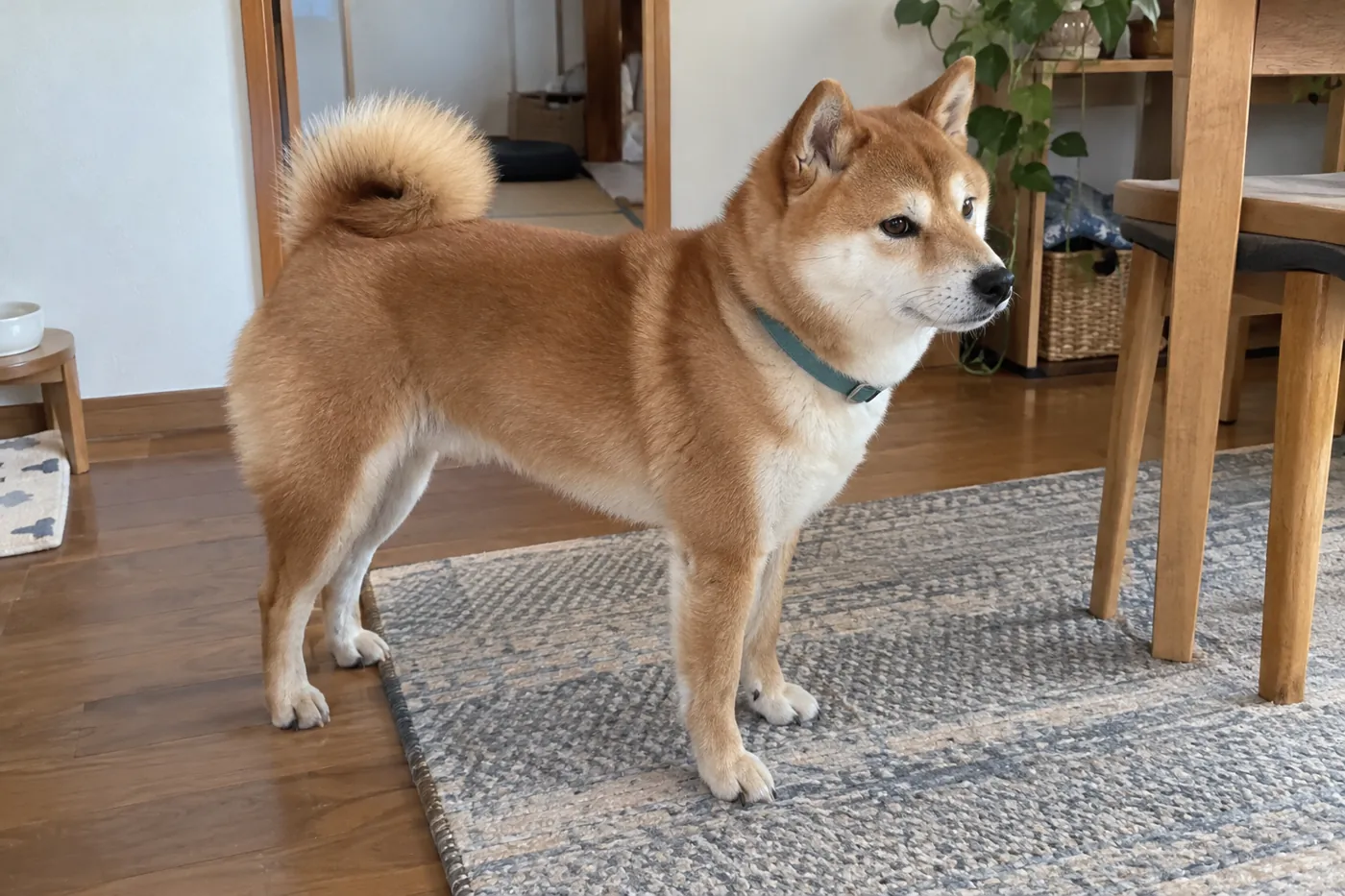 自宅の床に立つ柴犬の歩き方や立ち姿を離れて観察する様子