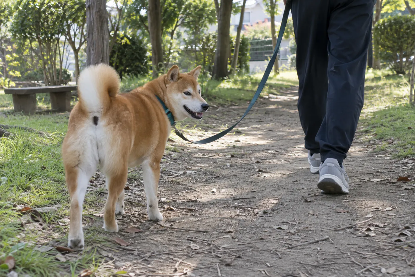 早朝の木陰の小道を飼い主とゆっくり歩く柴犬