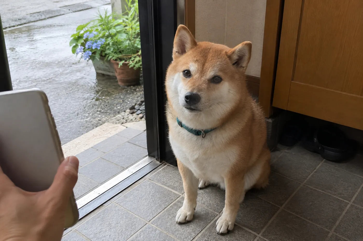 外の様子を確認する飼い主の手元と玄関で待つ柴犬