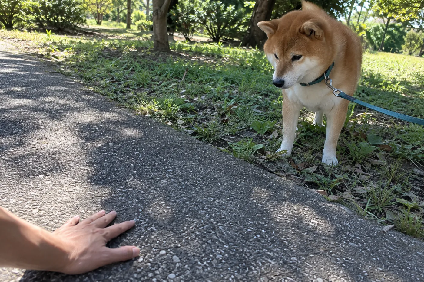 柴犬を木陰で待たせて路面にそっと手を触れる飼い主