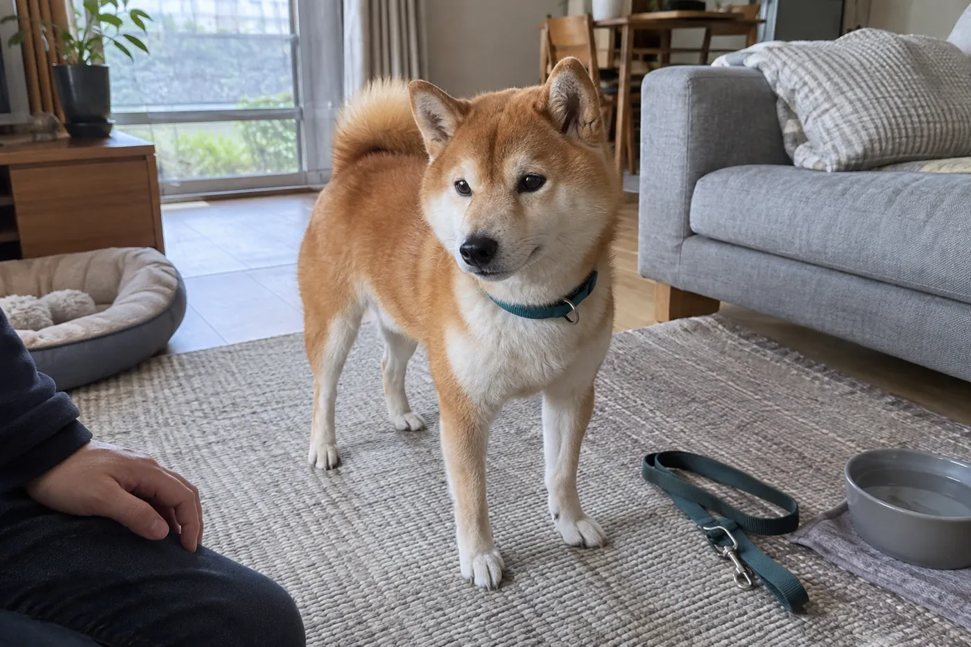 涼しい室内で飼い主が柴犬の普段の様子を見守る場面