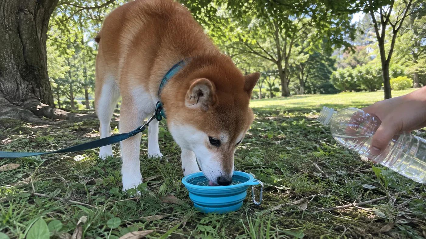 木陰で散歩を止めて器から水を飲む柴犬