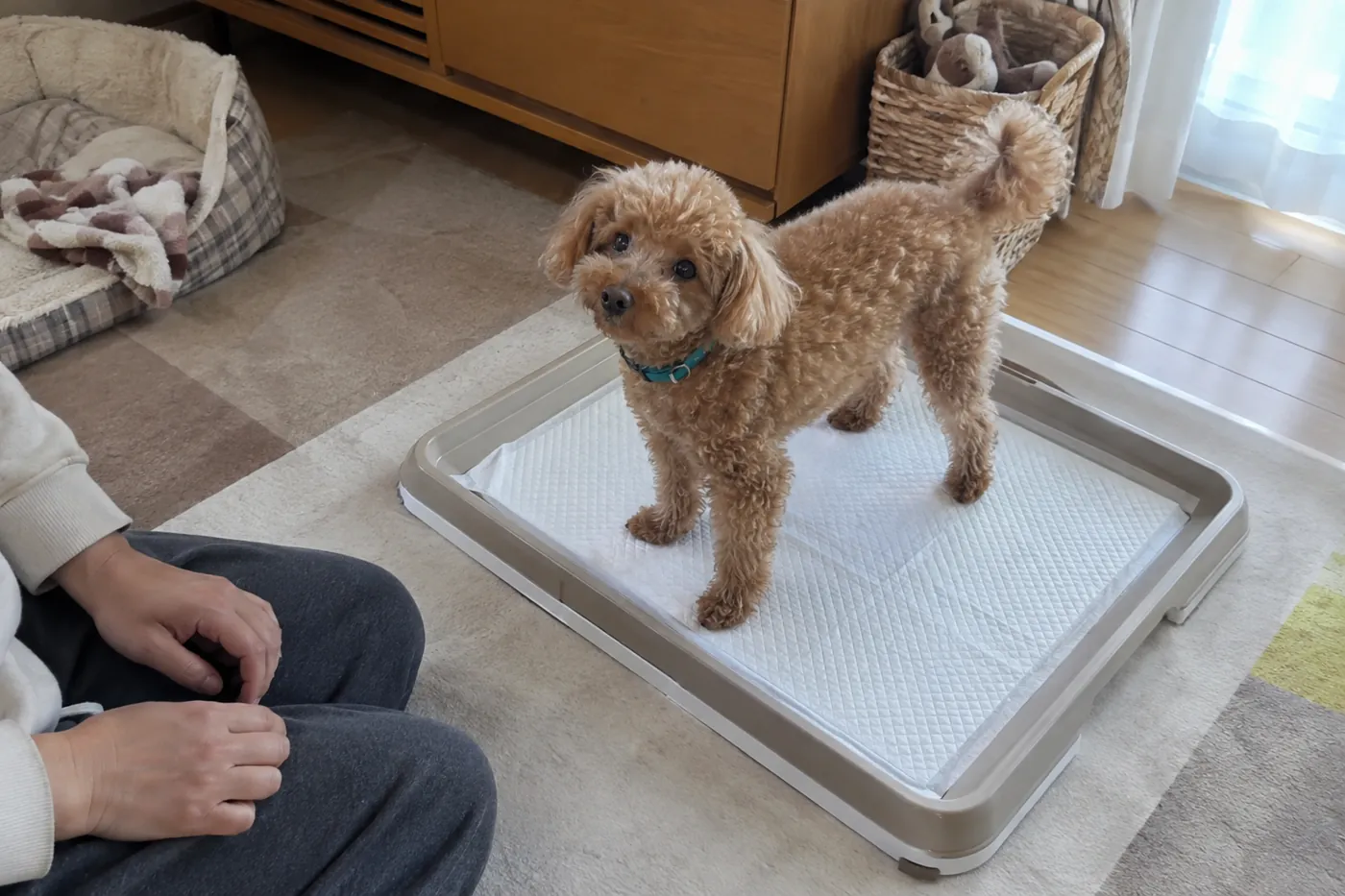 広めのトイレトレーに全身が収まっている犬を飼い主が見守る様子