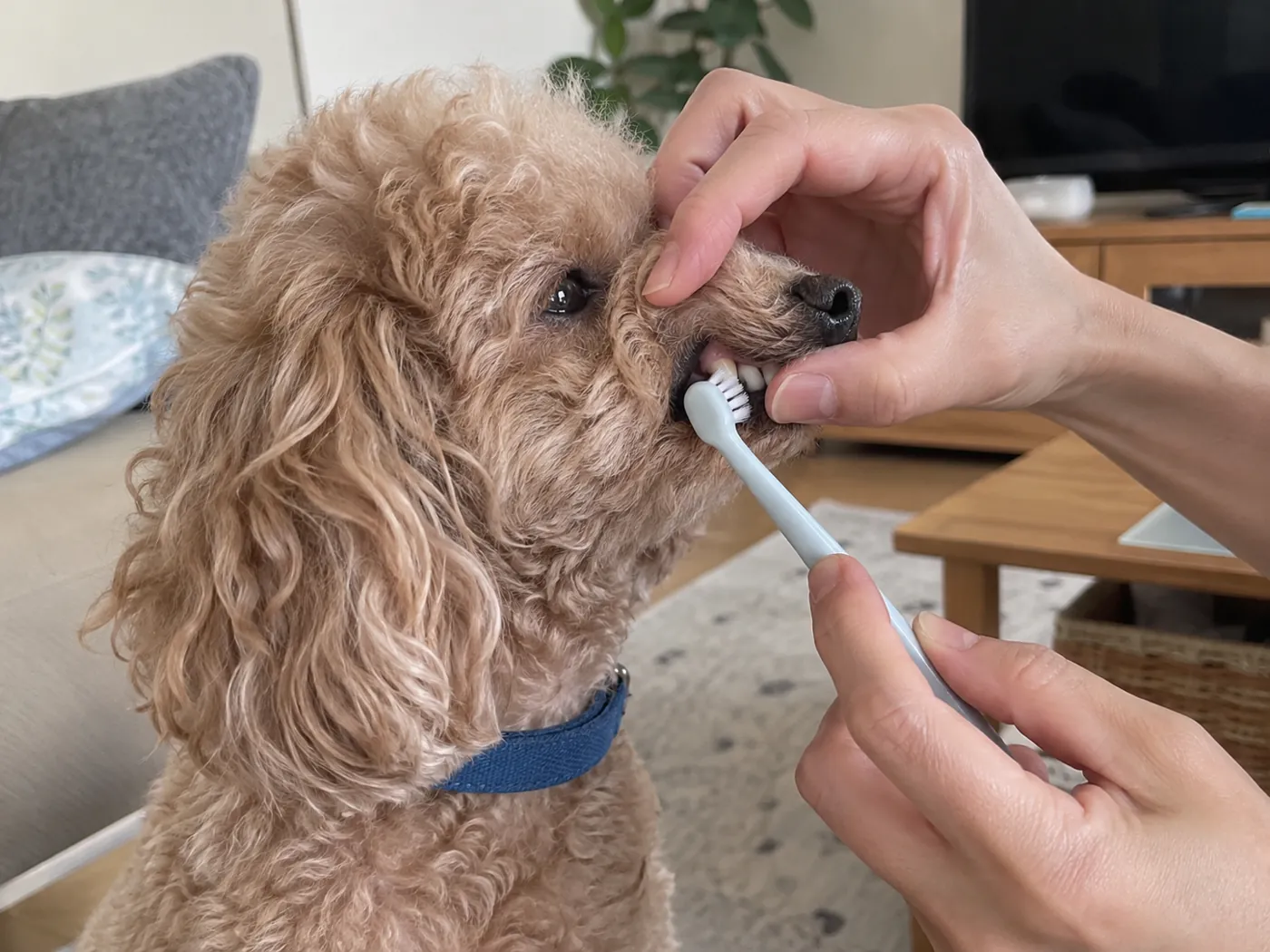 犬の唇をそっと持ち上げ、小さな歯ブラシを歯の外側に当てる様子