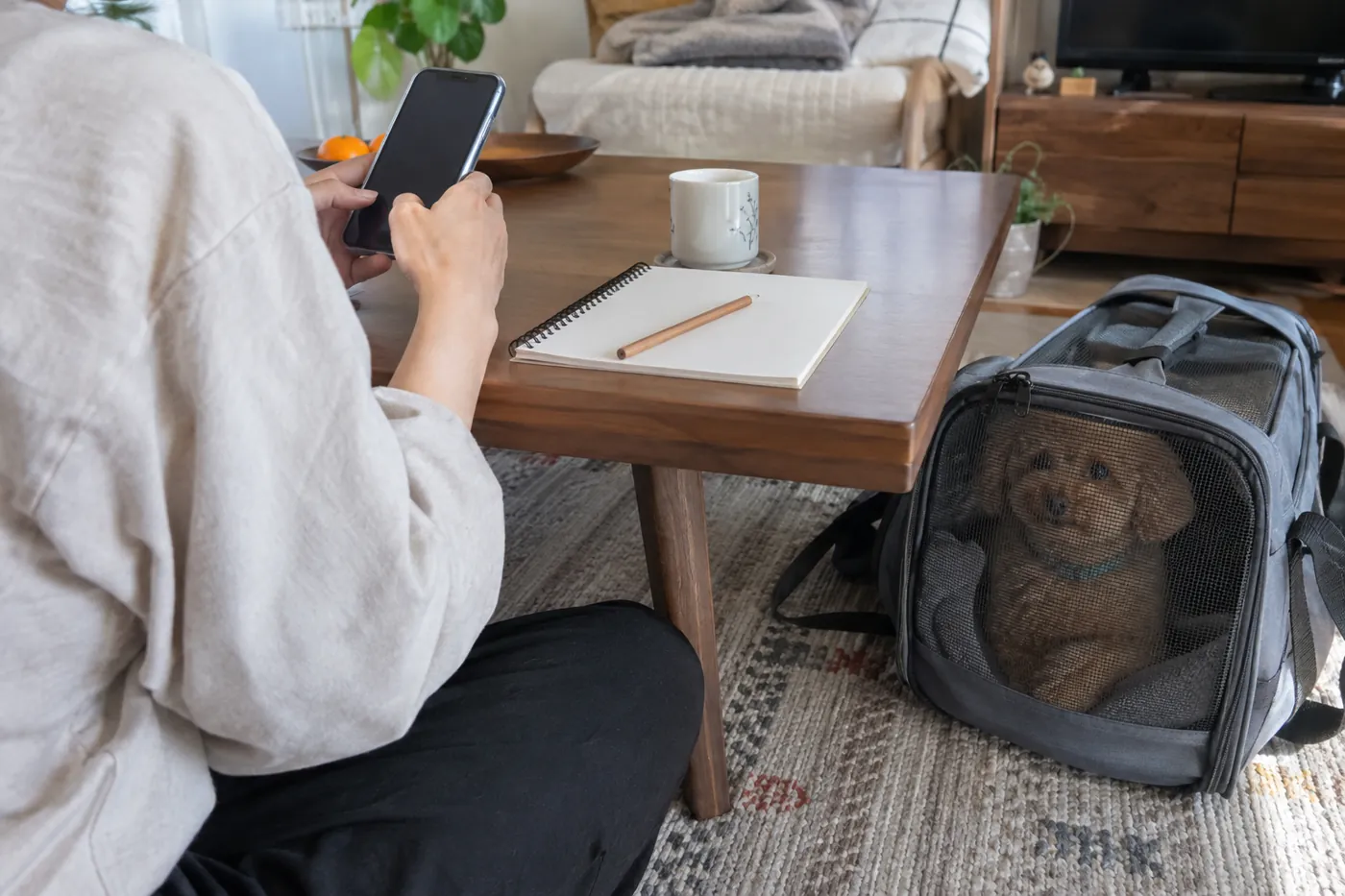 自宅で移動経路を考える飼い主の手元と閉じたケースの中の小型犬