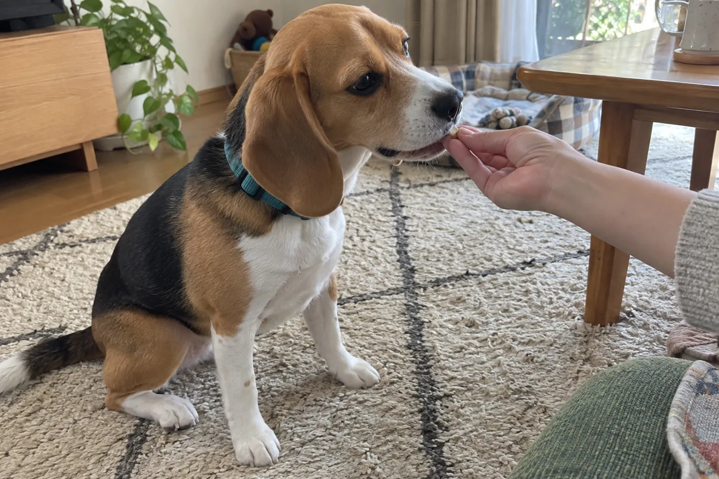 おすわりした犬に小さなごほうびを渡す飼い主の手元