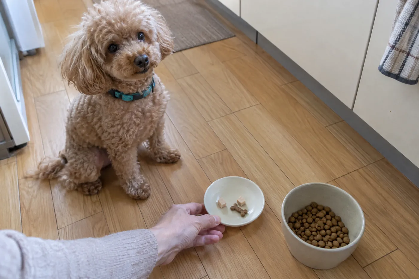 小皿のおやつと主食の器を前に待つ茶色のトイプードル