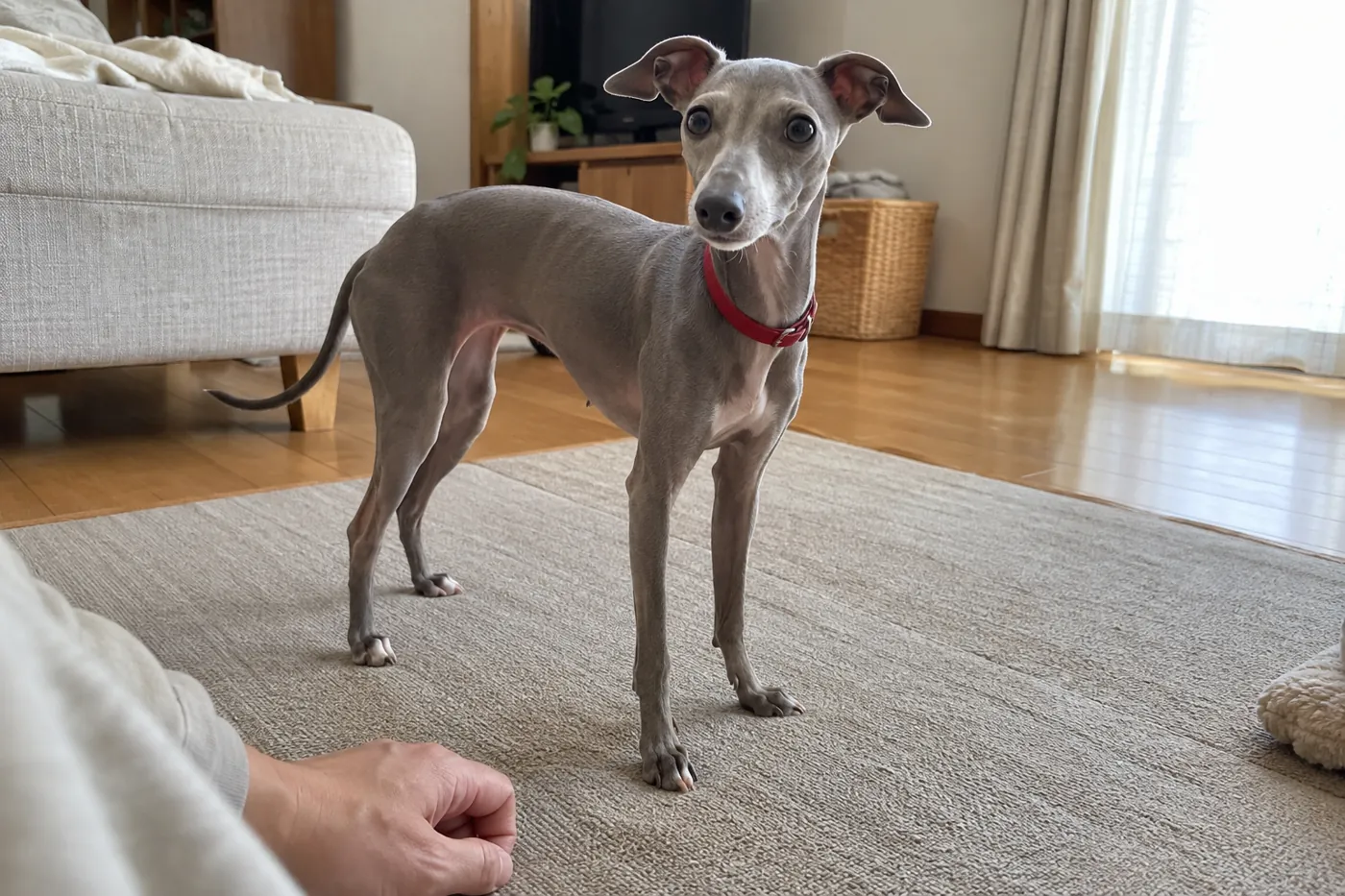 室内のマットで過ごすイタリアン・グレーハウンドを見守る飼い主の手元