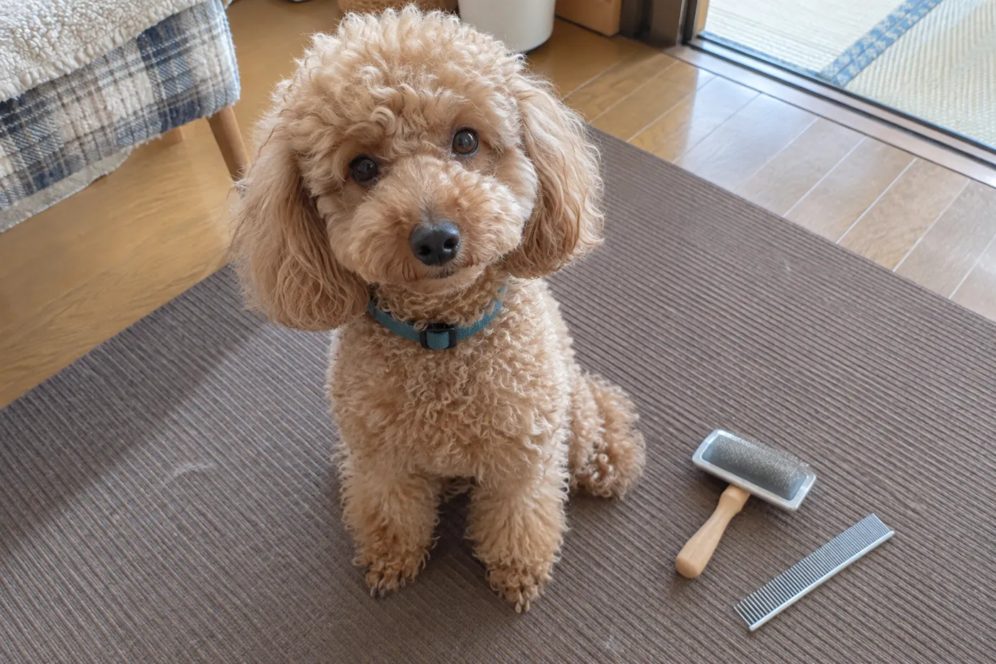 自宅でブラシとコームのそばに座るアプリコット色のトイプードル