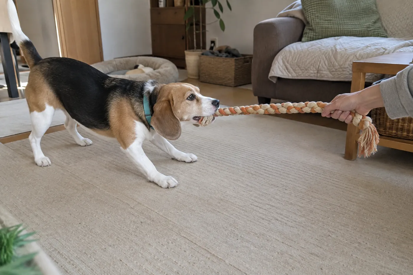 四肢をマットにつけた犬が低い位置のロープをくわえ、飼い主と遊ぶ様子
