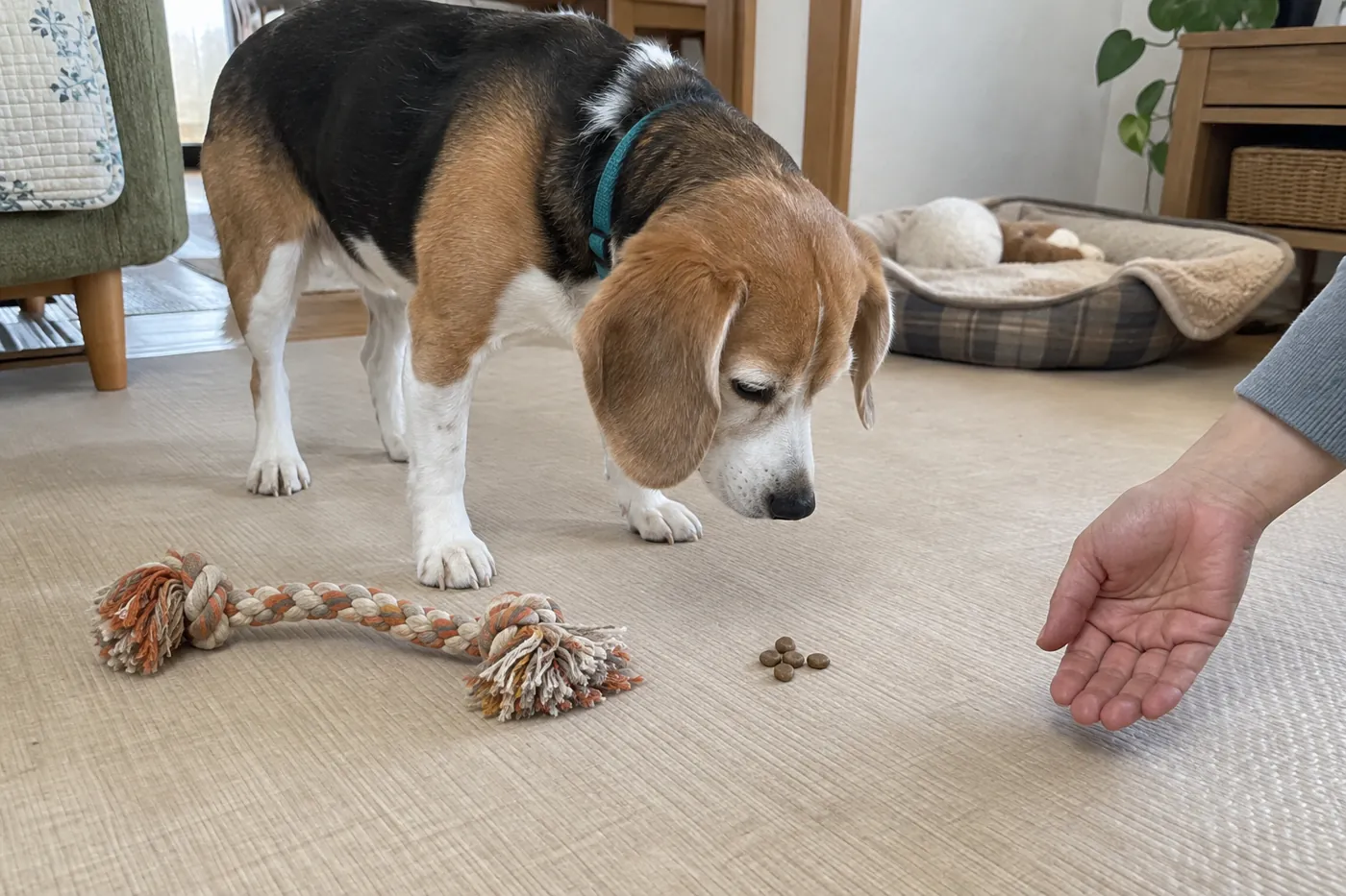 床に置かれたロープから口を離し、ごほうびを見る犬と飼い主の手元