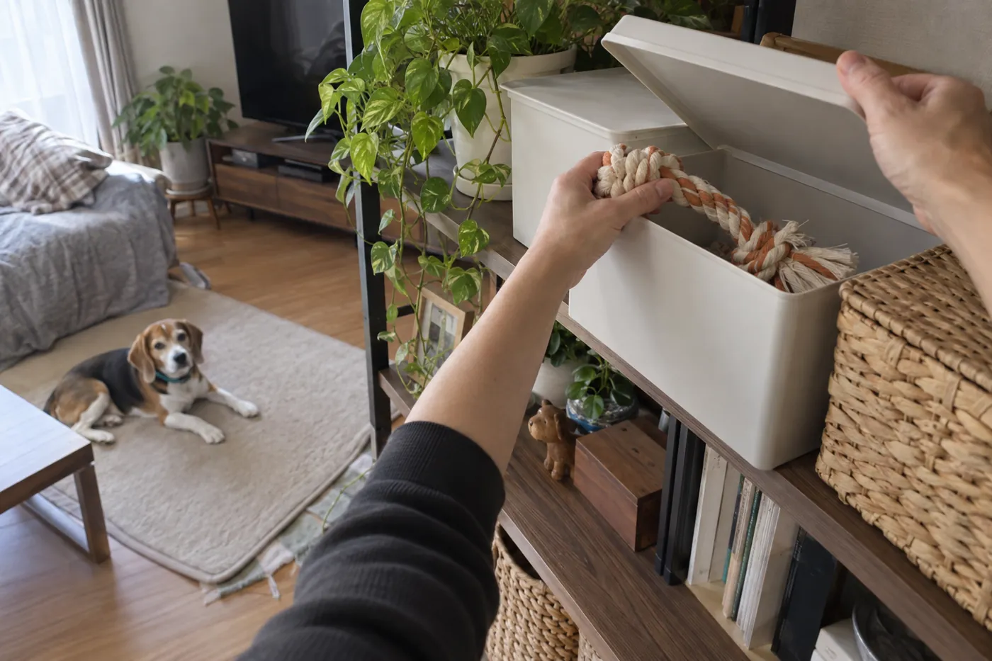 犬が離れた場所でくつろぐ間に、飼い主がロープを収納する様子