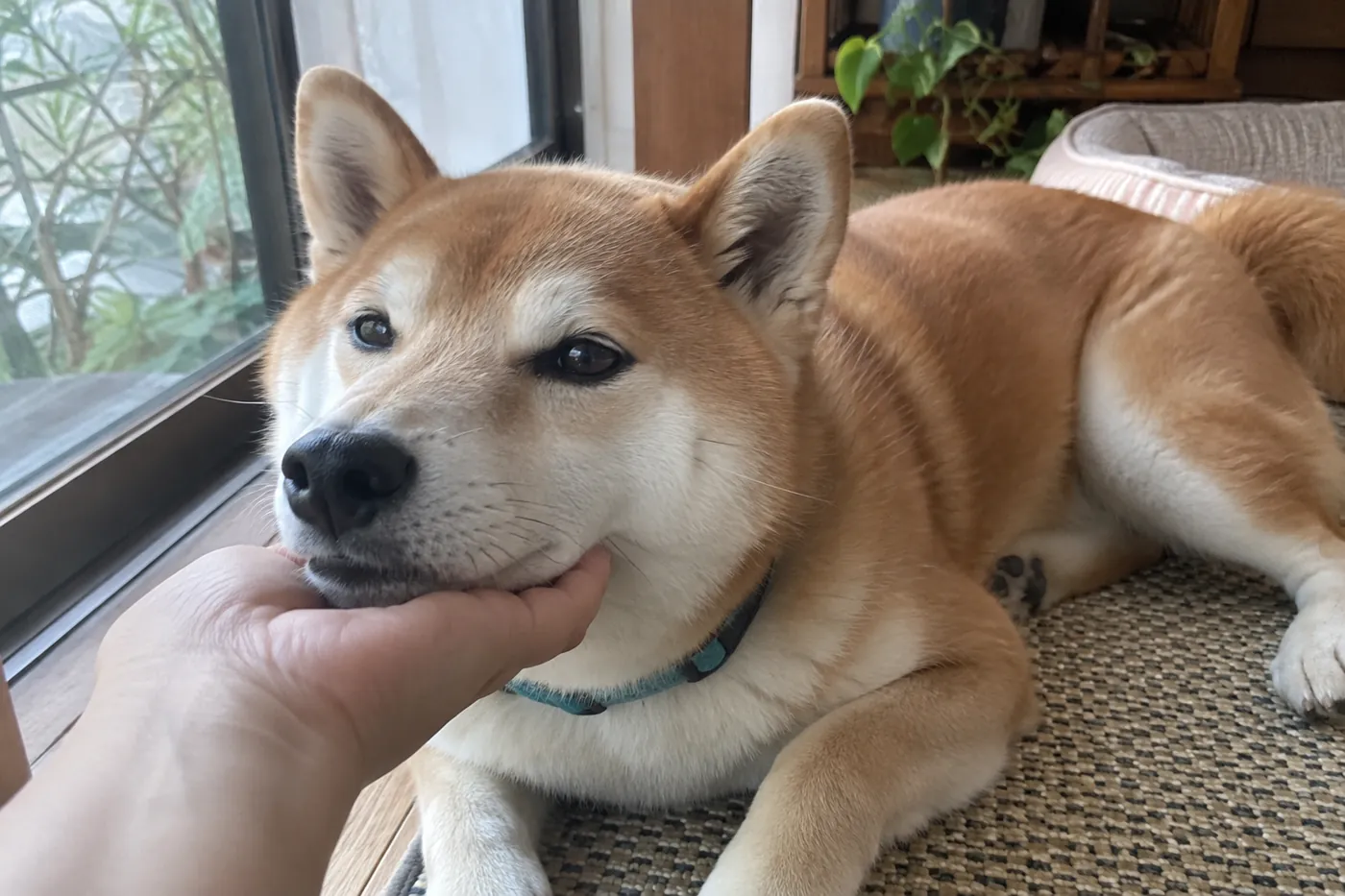 自宅で飼い主の手にあごを乗せてくつろぐ柴犬