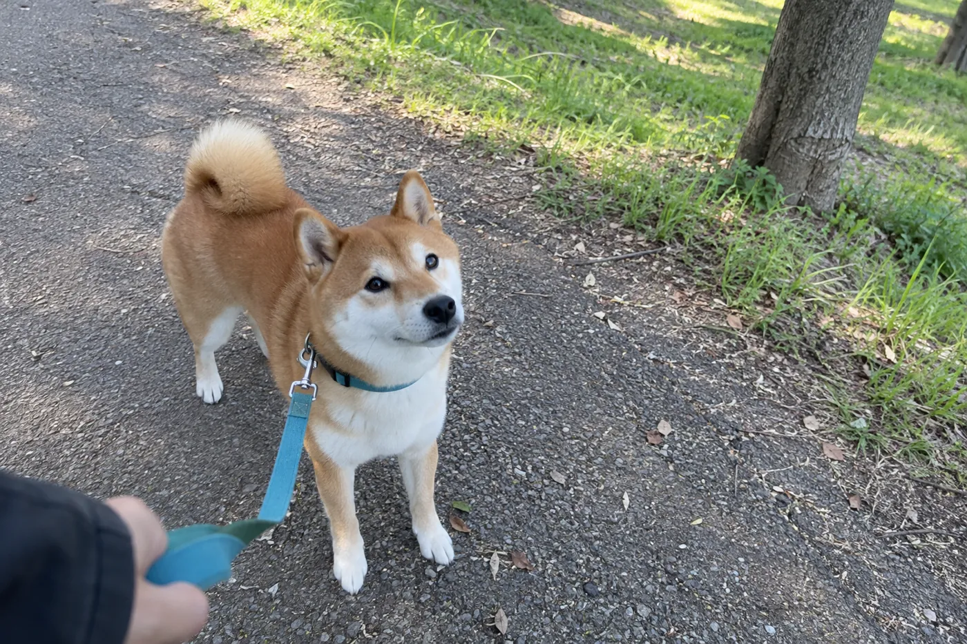公園の小道でリードを着けて飼い主を見上げる柴犬