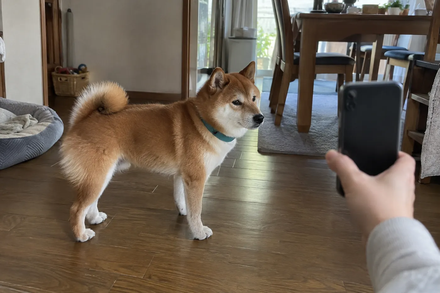 室内にいる赤毛の柴犬の横向きの姿を離れた位置からスマートフォンで記録する手元