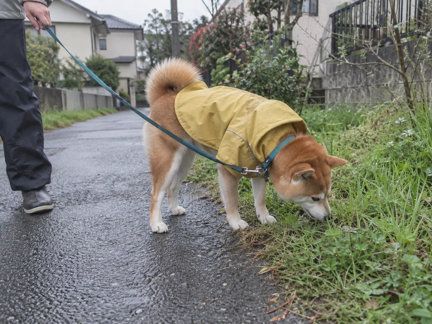 小雨の穏やかな時間にリードを付けて近所の地面のにおいを確かめる柴犬