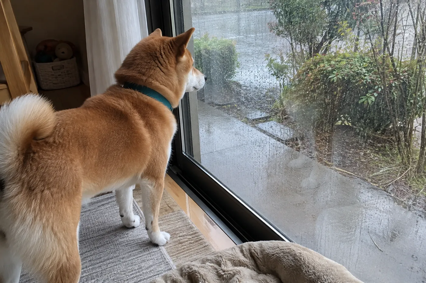 閉じた窓の内側から雨に濡れた道を見る柴犬