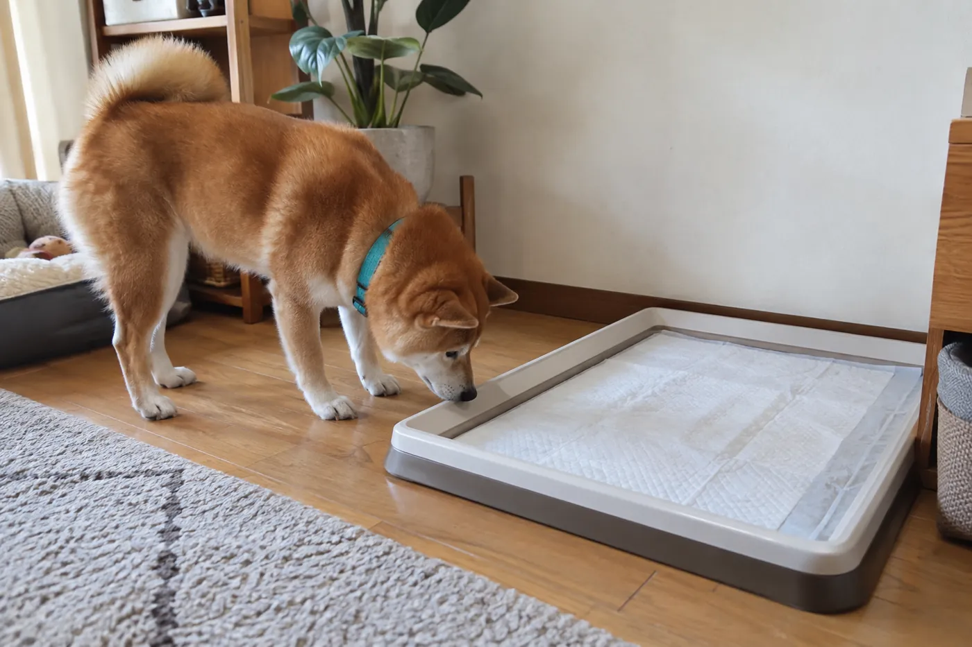 室内の静かな一角に置いた広めのトイレトレーを確かめる柴犬