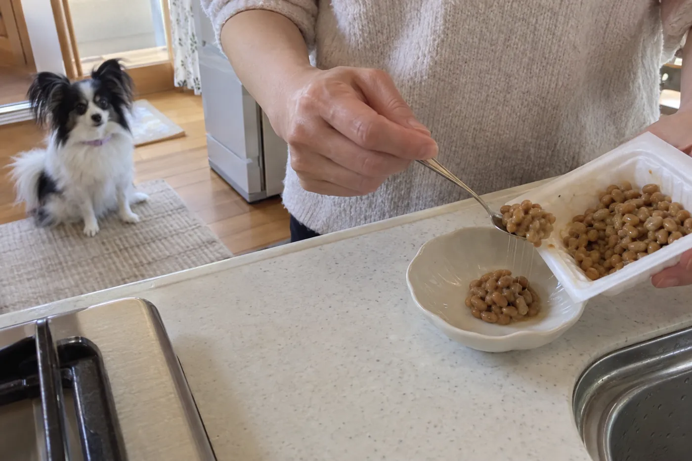 たれや薬味のない納豆を小皿に取り分ける手元と、離れて座るパピヨン