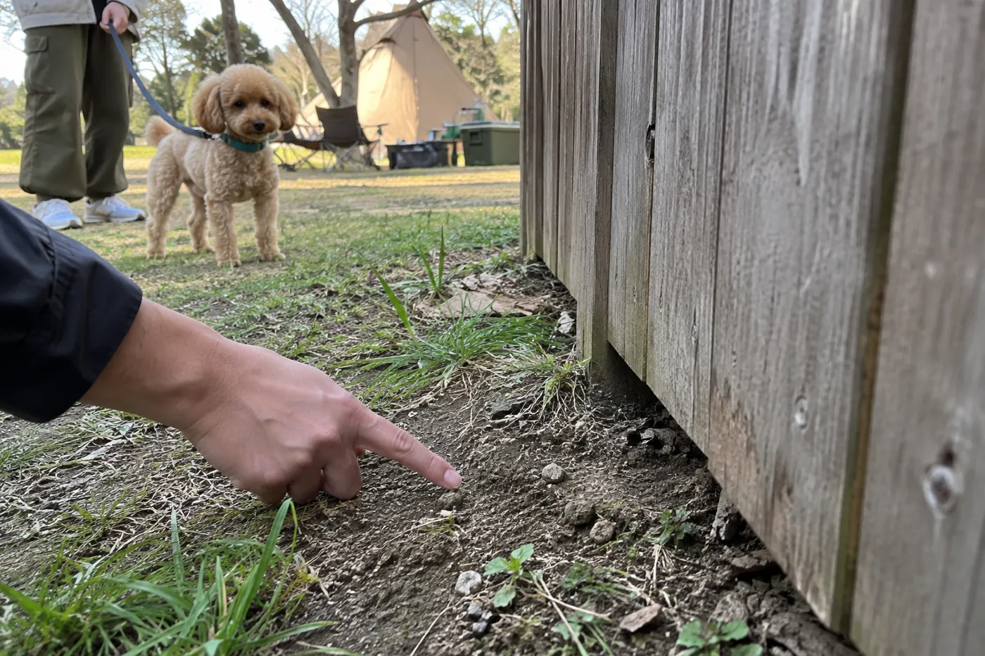 犬をリードで保持しながら柵の下端と地面の境目を点検する手元