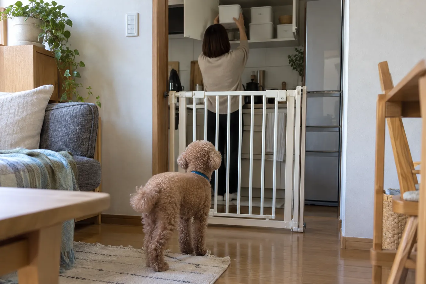 台所のゲート越しに待つ犬と、食品を戸棚にしまう飼い主の手元