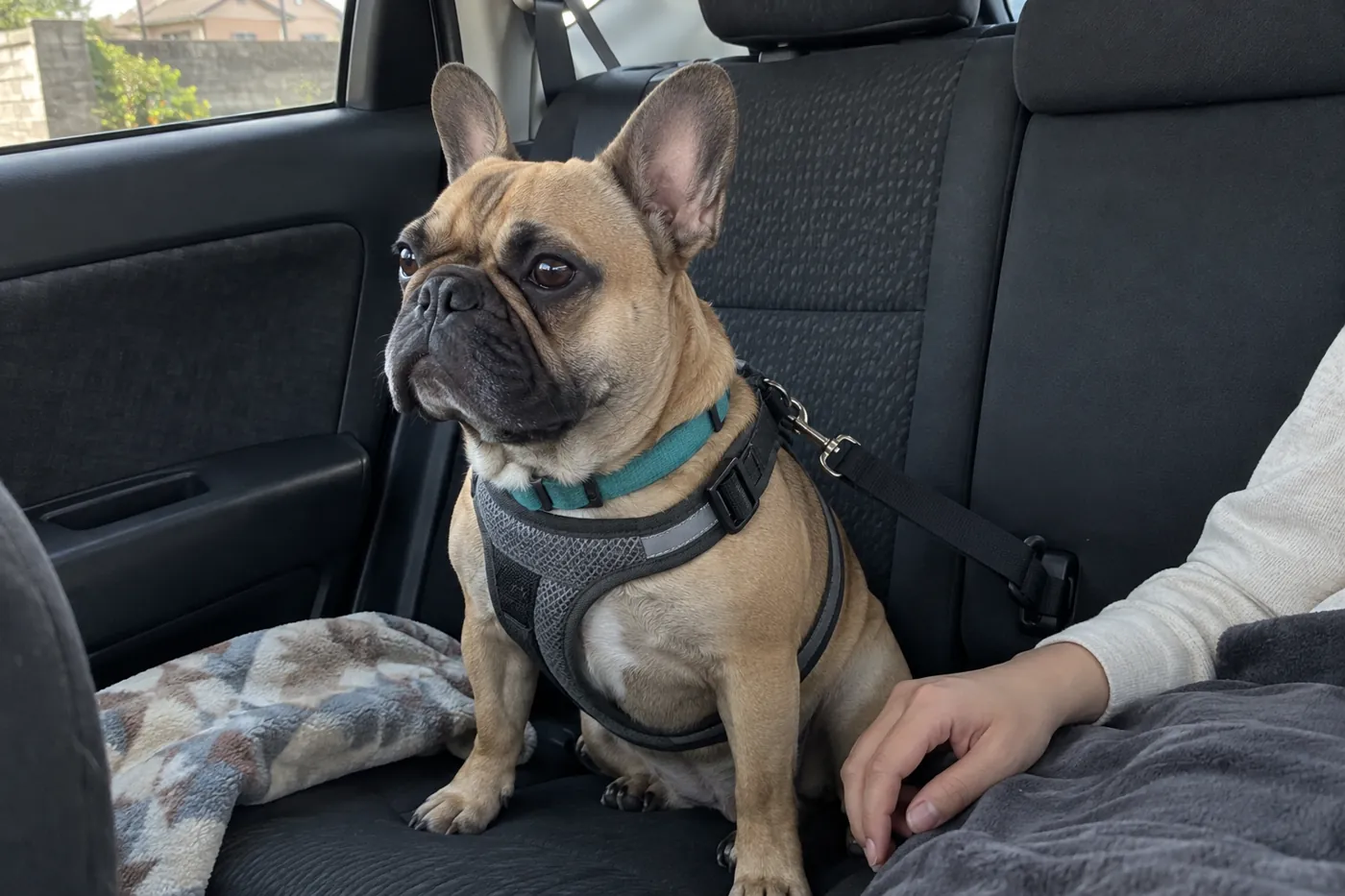 後部座席で車用ハーネスを着けて落ち着いている犬