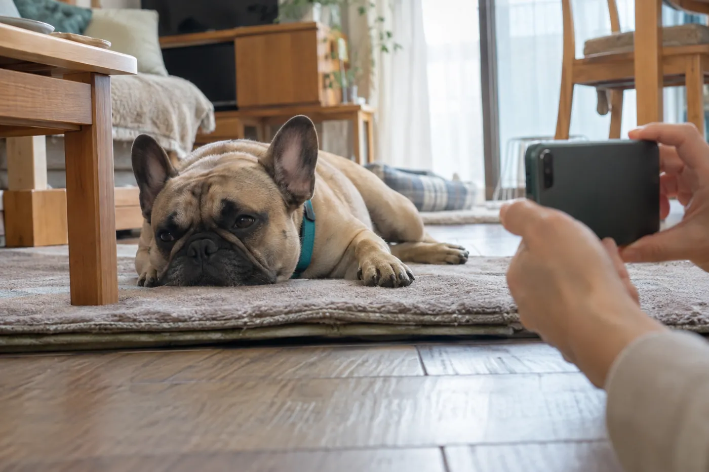 休んでいる犬の様子を手元のスマートフォンで記録する場面