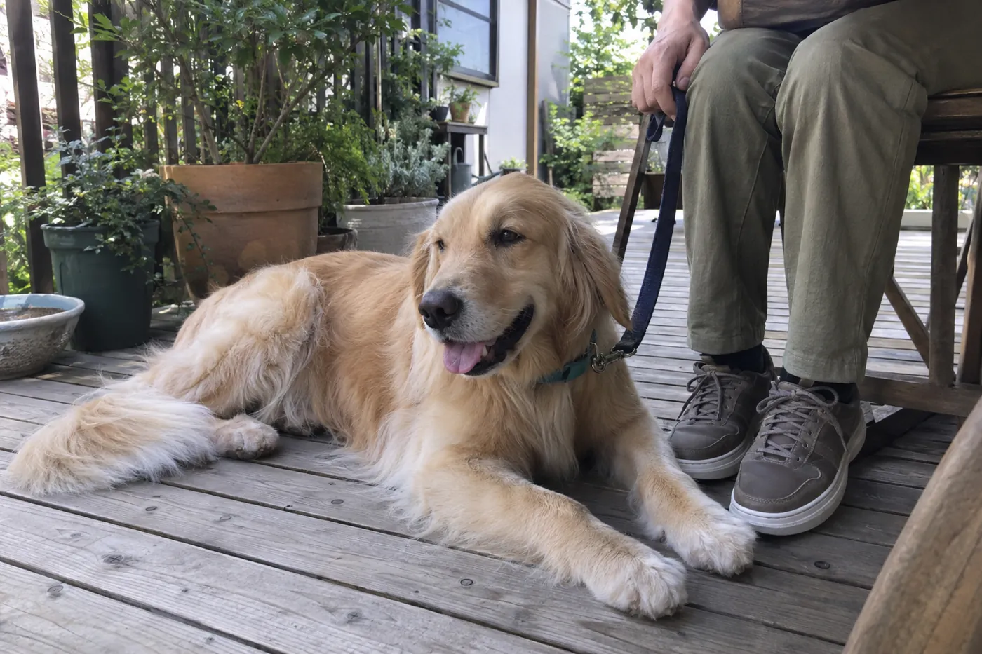 自宅のウッドデッキで飼い主の足元に伏せる犬