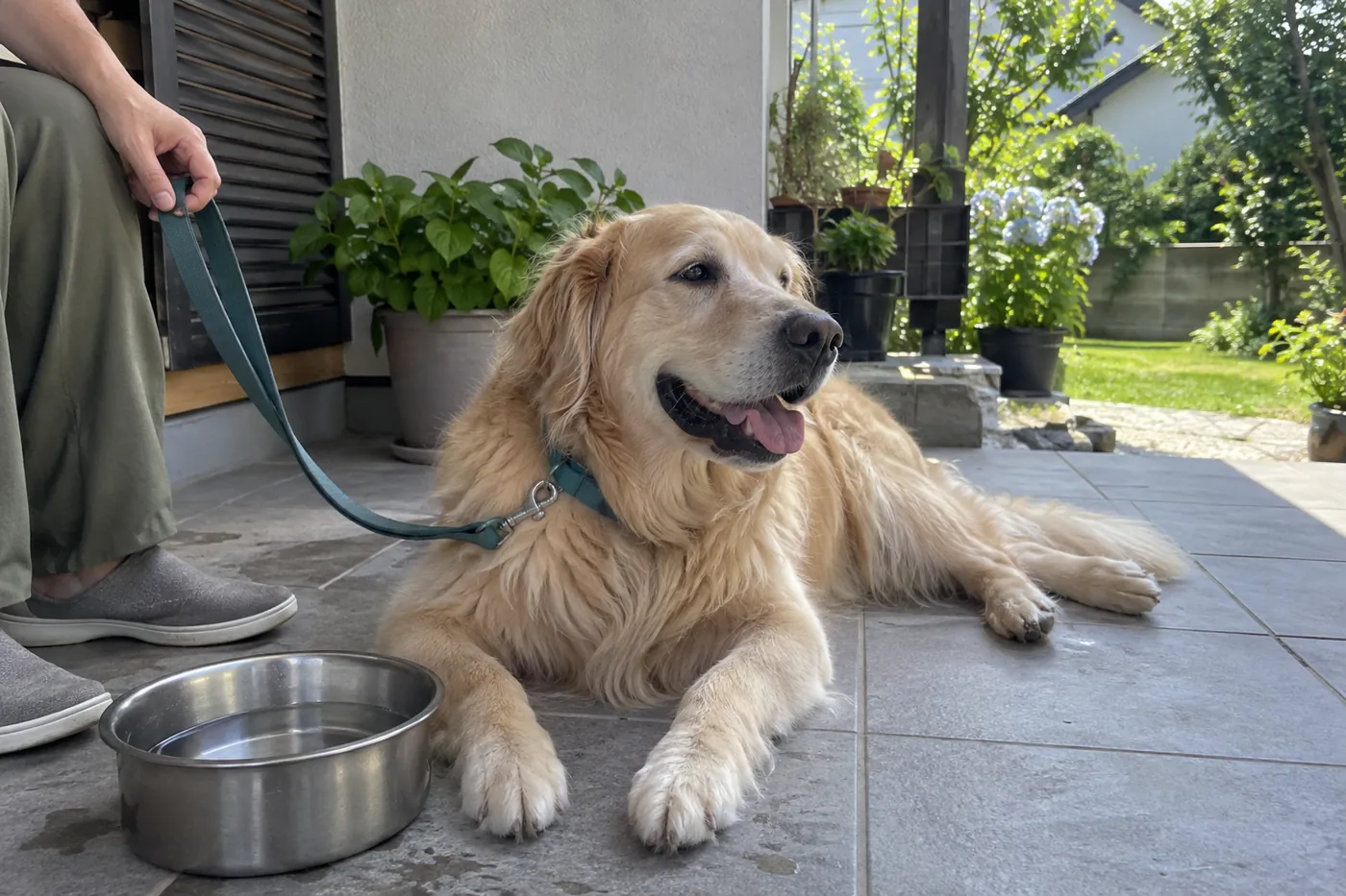 明るい日陰の自宅テラスで水の器のそばに休む犬