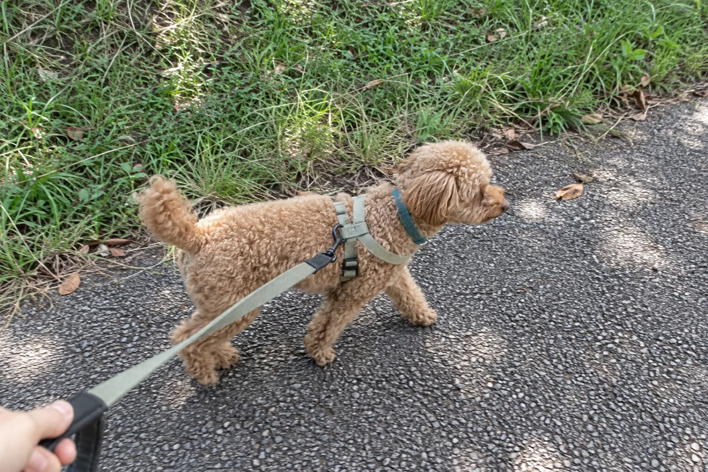 飼い主とリードでつながれ、公園の小道を歩くアプリコットのトイプードル