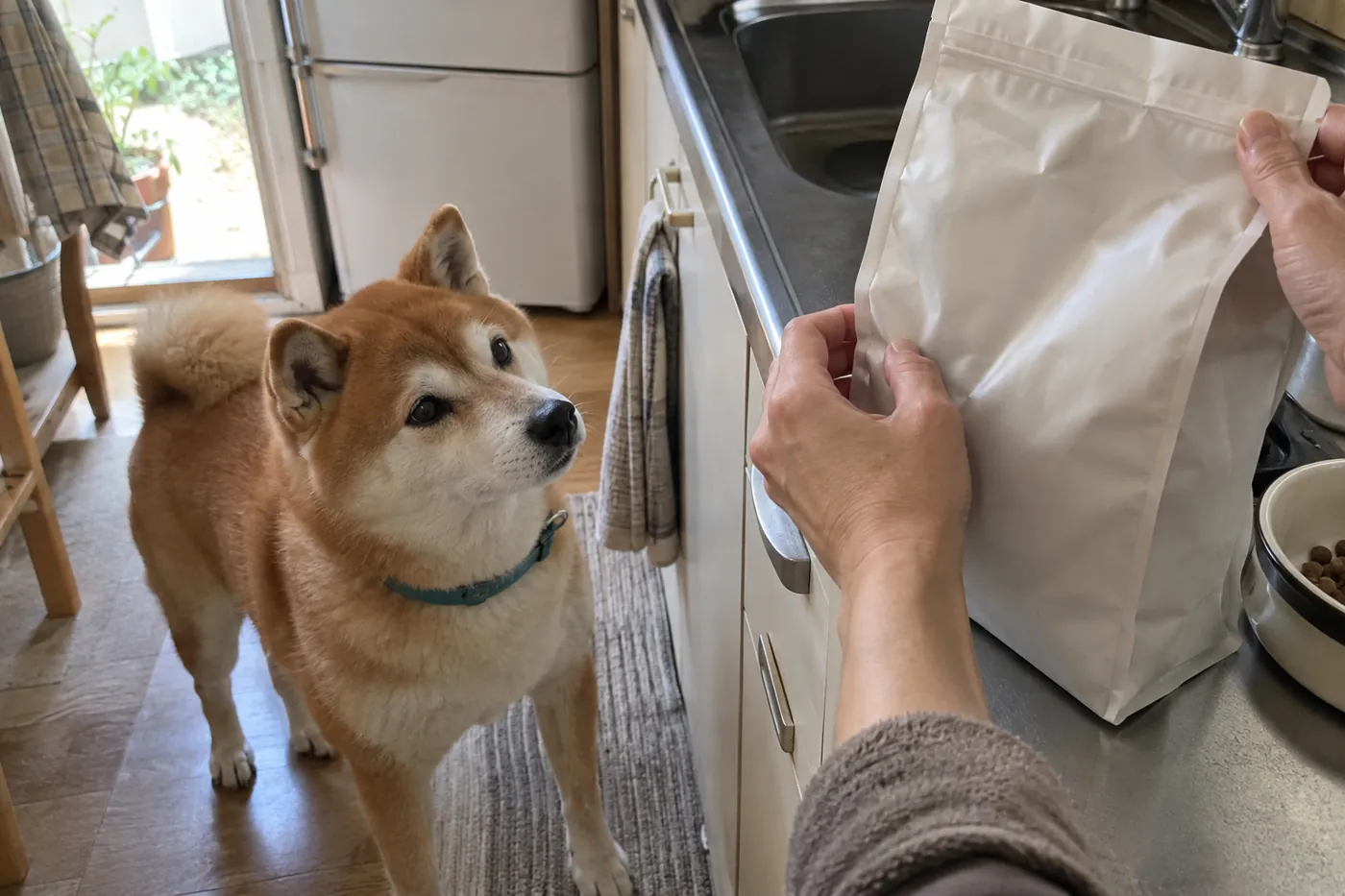 飼い主がフード袋の裏側を確かめるそばで待つ赤毛の柴犬