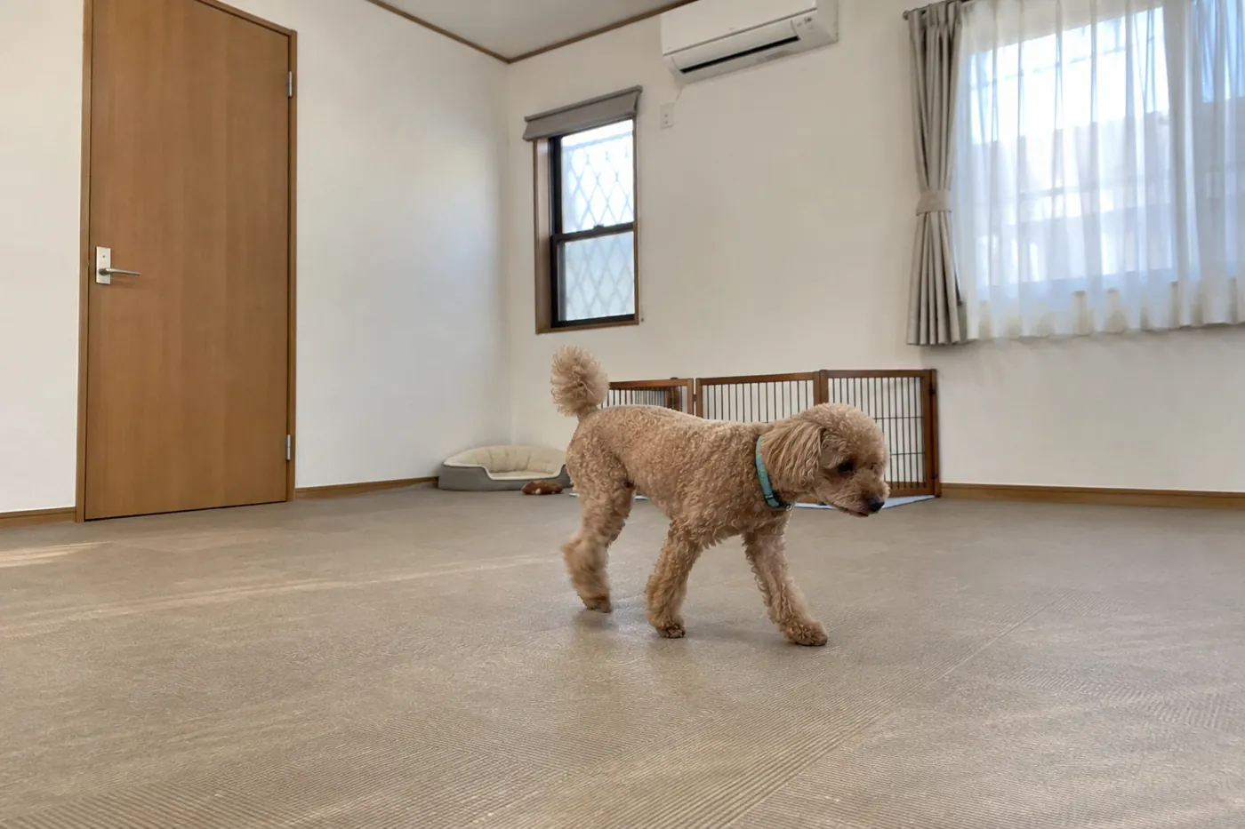 壁と窓のある室内の遊び場で周囲を見ながら歩く犬