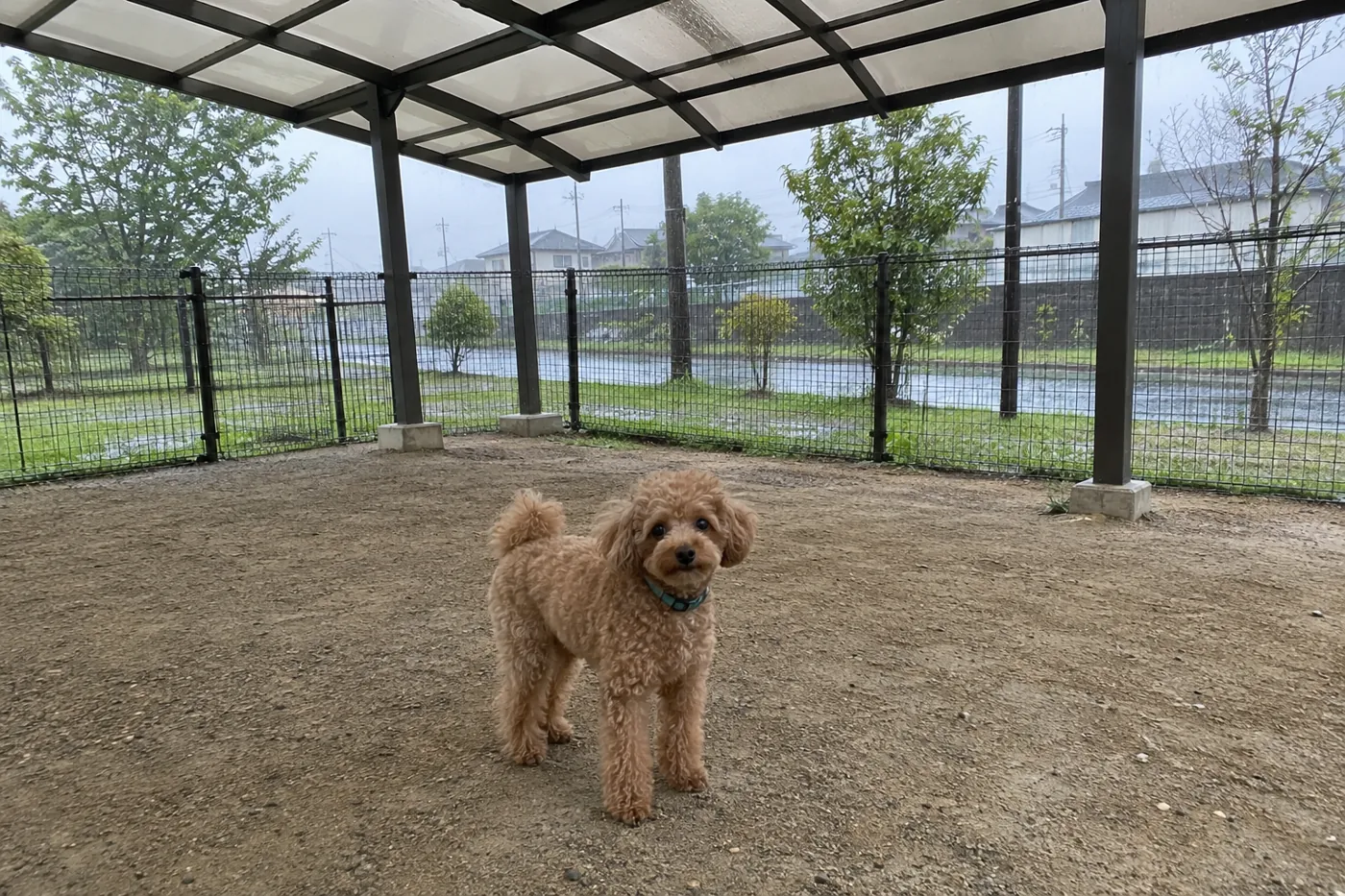側面が開いた屋根の下で雨の当たらない場所に立つ犬