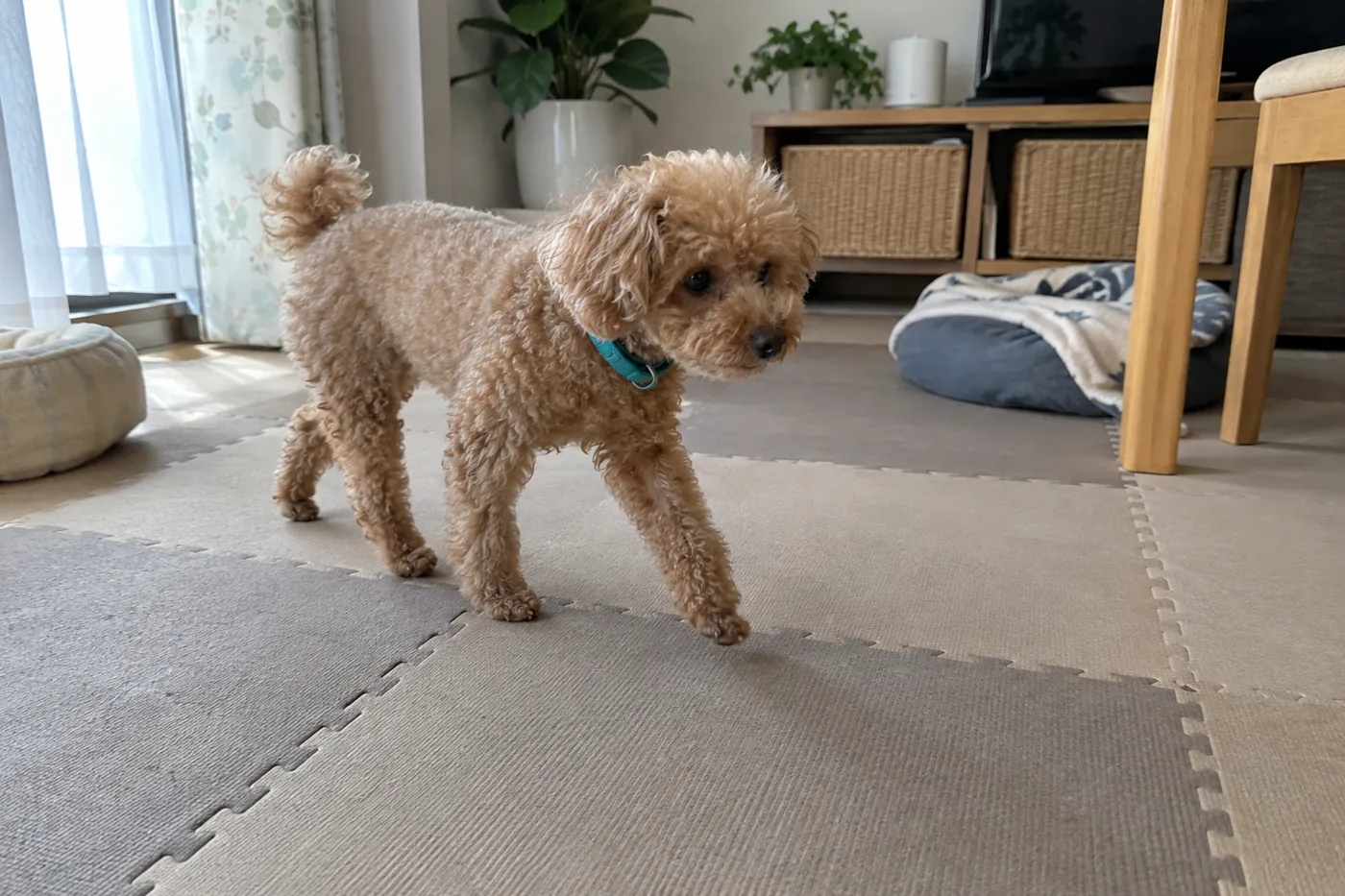 マットの床をゆっくり歩く犬の足元と床のつなぎ目