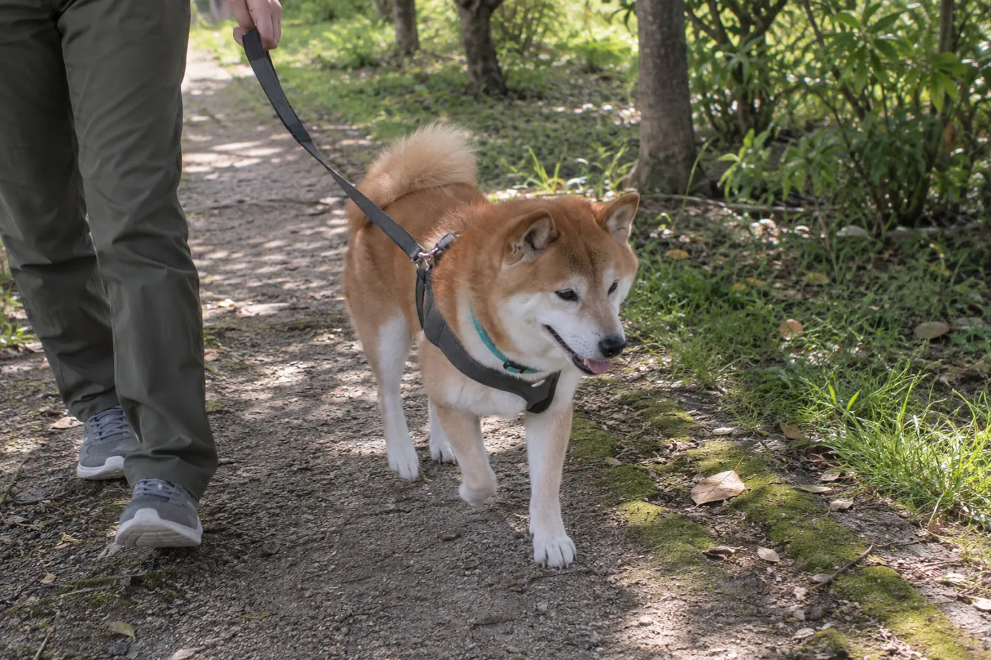 木陰の園路を短いリードで歩く赤柴と飼い主の足元
