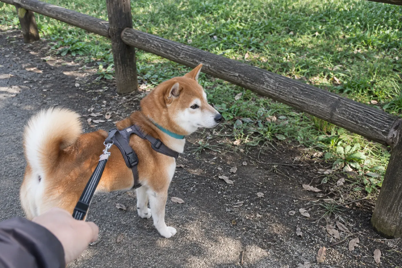 一般的な公園の柵の手前でリードをつけたまま待つ赤柴