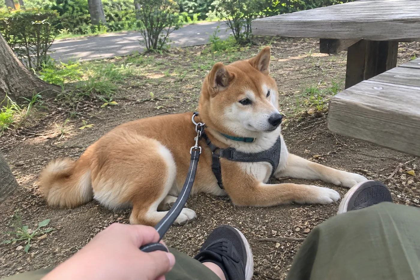 一般的な屋外の休憩席の足元で飼い主と過ごす赤柴