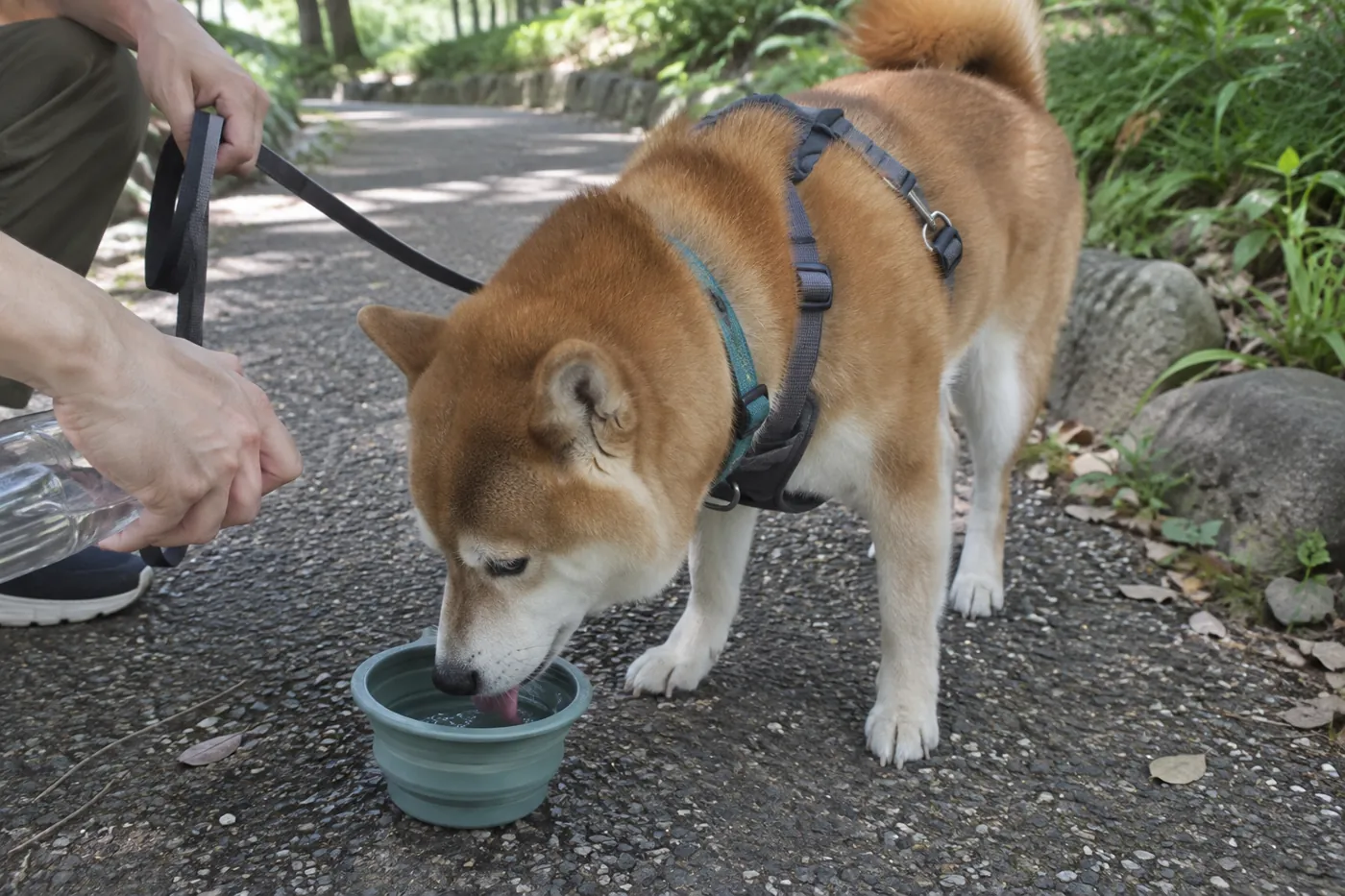 休憩中に持参した折りたたみボウルから水を飲む赤柴