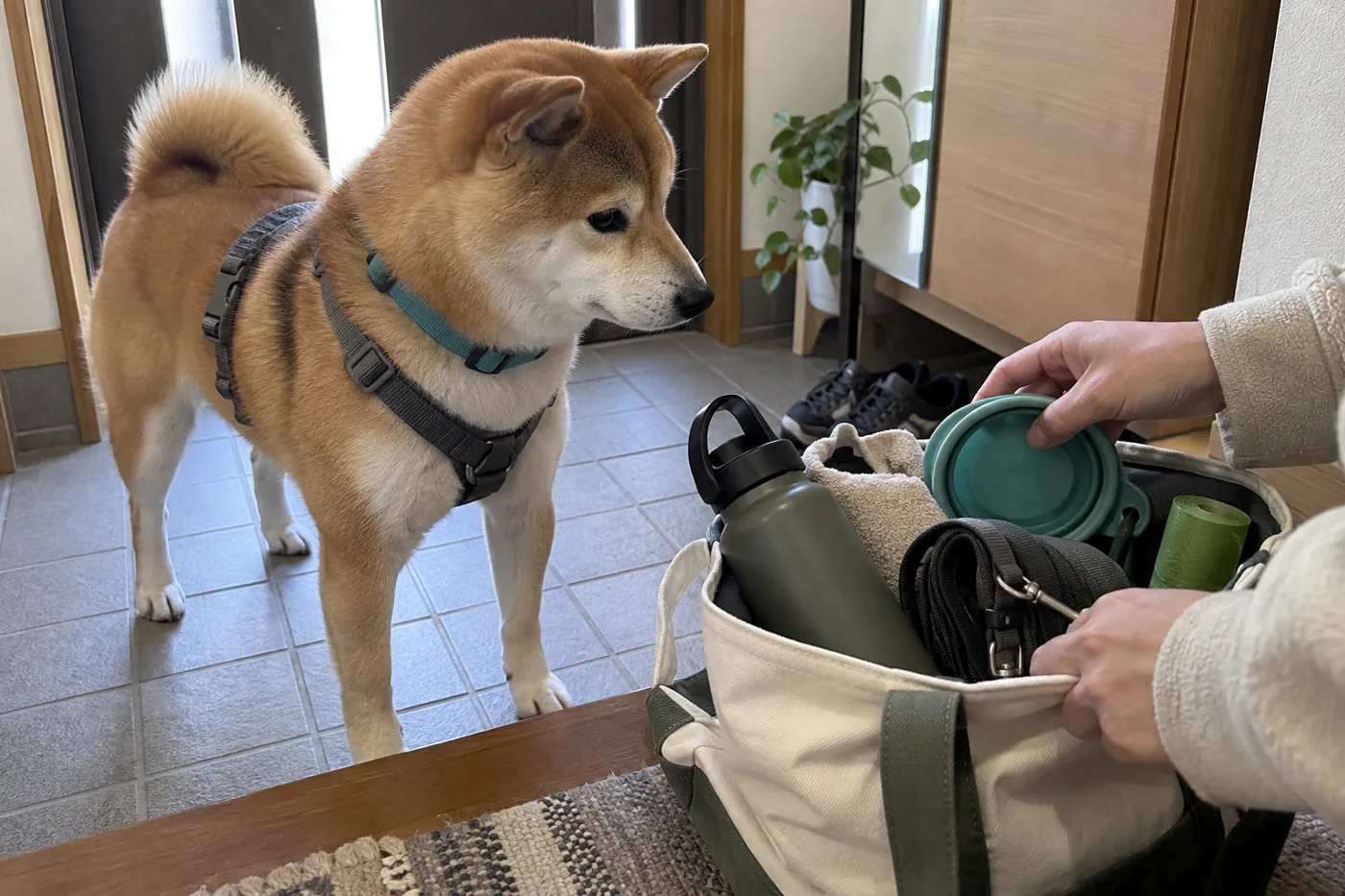 散歩バッグと水筒とタオルを用意する飼い主の手元を見守る赤柴