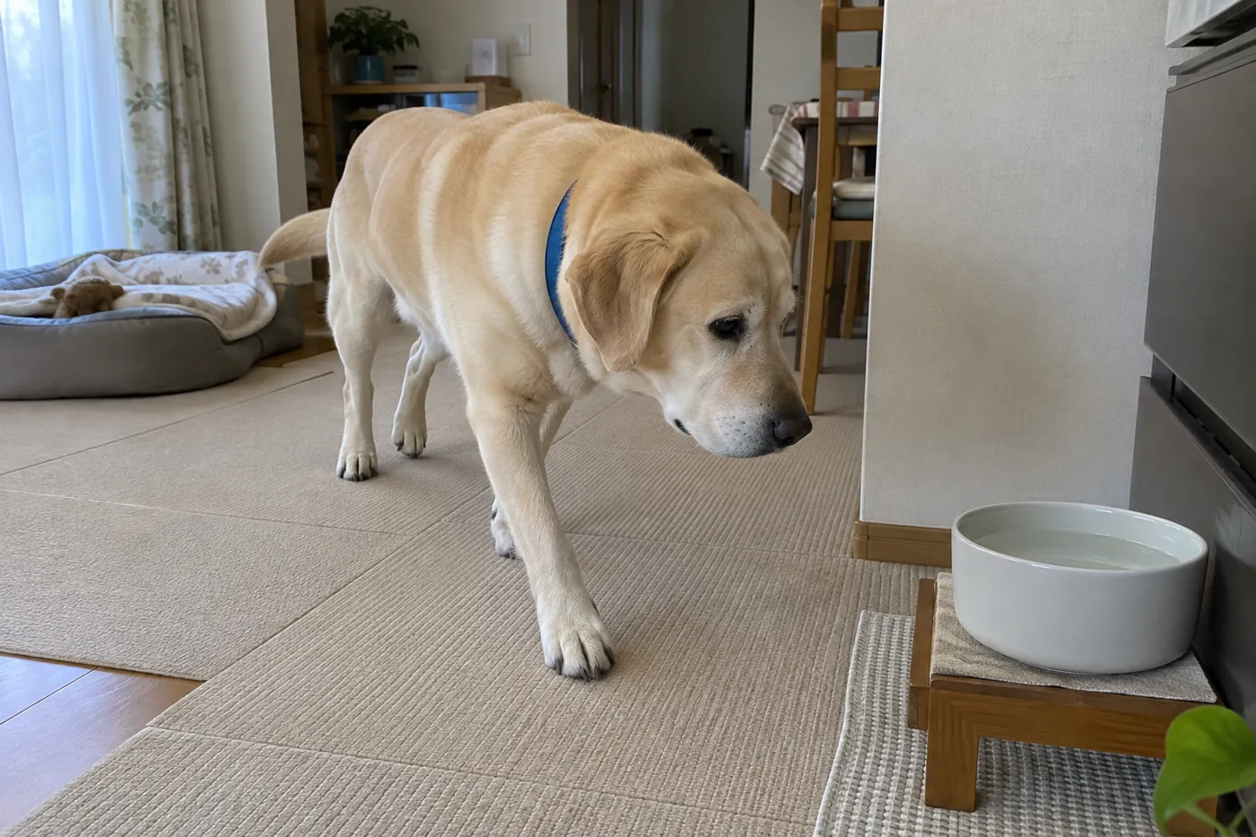 平らに敷いた滑りにくいマットの上を歩く大型犬