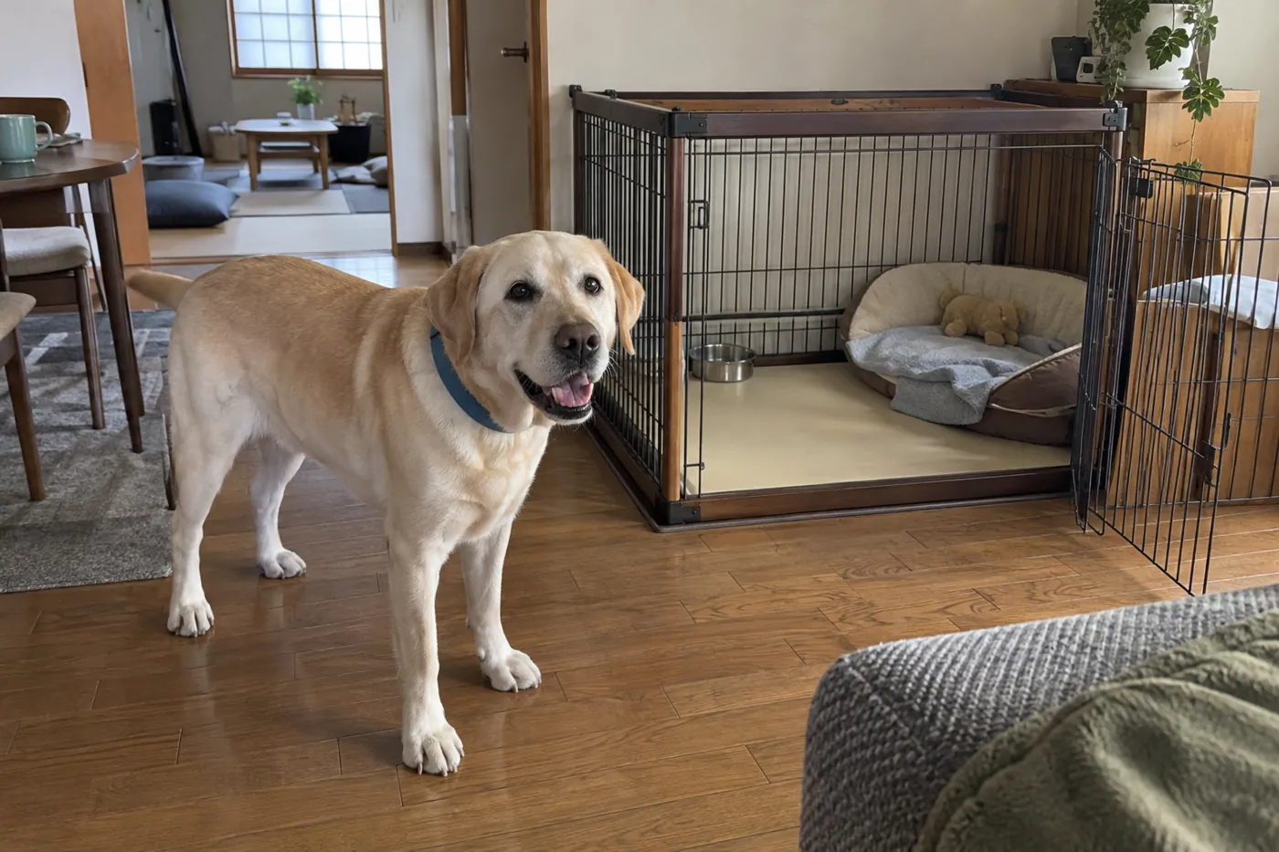 広い室内サークルの開いた入口のそばで過ごす大型犬