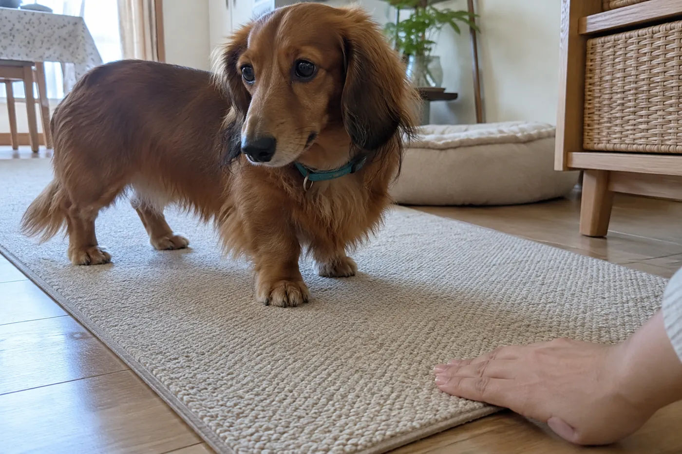 マットの端を手で確かめる飼い主と、そばに立つミニチュアダックス