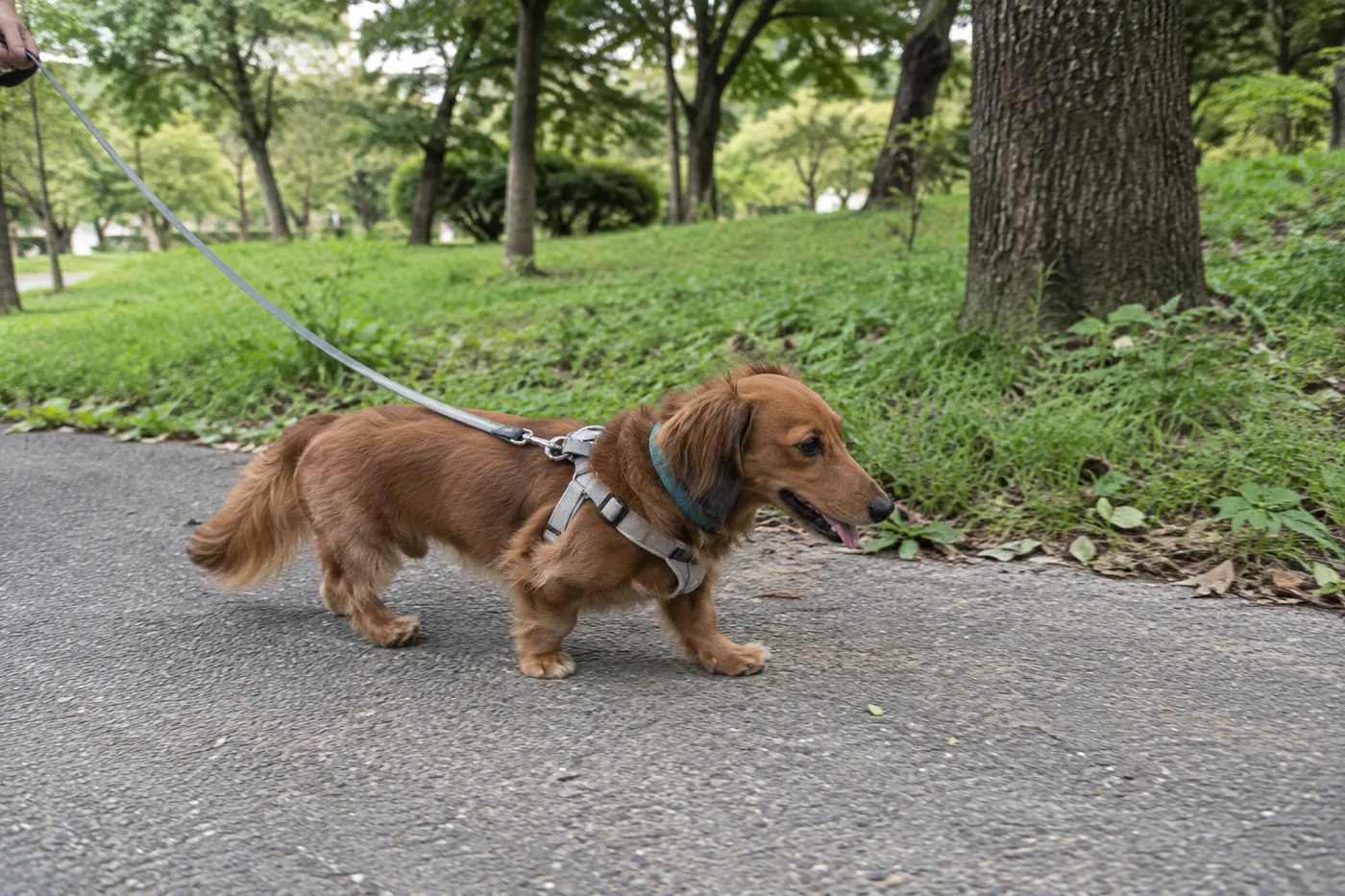 平らな公園の道をリード付きでゆっくり歩くミニチュアダックス