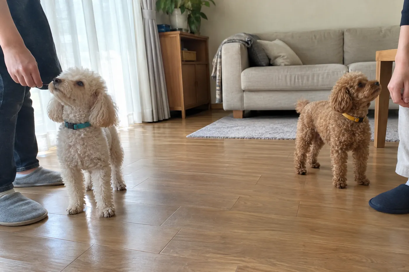 離れた場所でそれぞれ落ち着いて過ごす二頭の犬