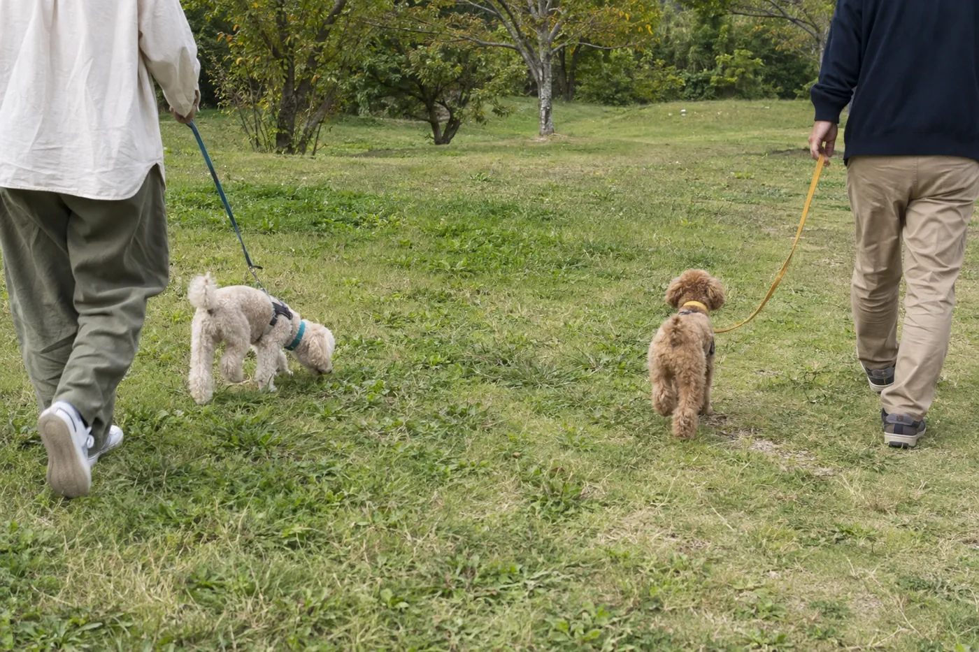 静かな広い場所で、大人が一頭ずつ担当して距離を取りながら歩く犬