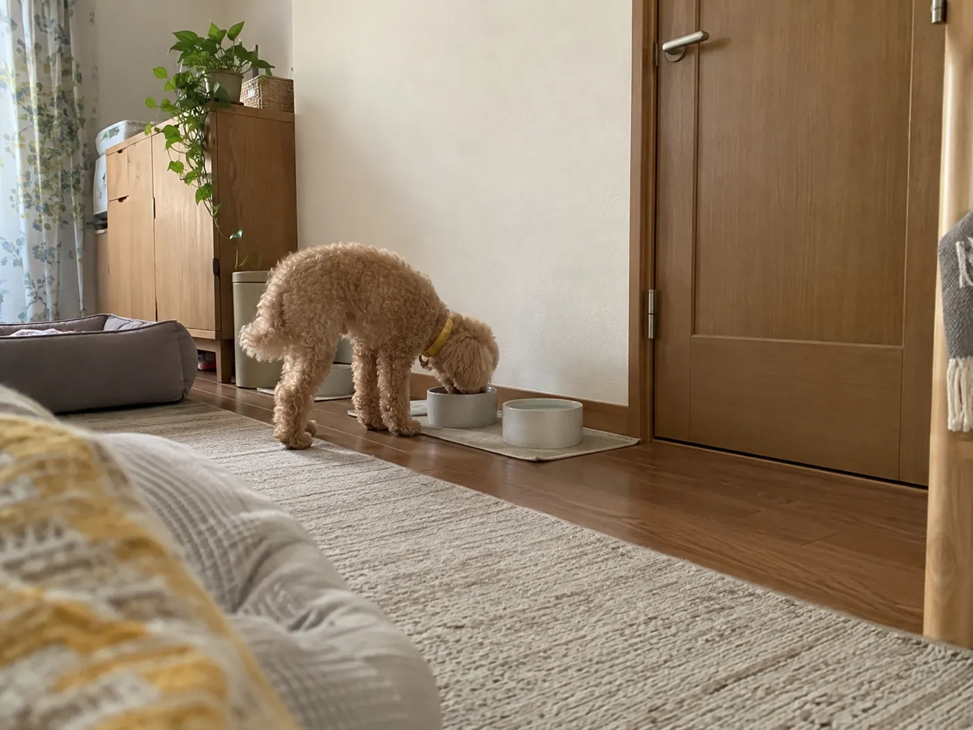 個別の部屋で専用の食器から食べる犬